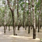 สมาคมสหพันธ์ชาวสวนยางแห่งประเทศไทย ทำหนังสือเปิดผนึกถึงนายกรัฐมนตรี ให้ความช่วยเหลือเยียวยาเกษตรกรหลังน้ำลดในจังหวัดภาคใต้